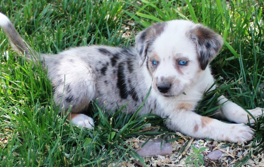 Cute puppy with blue eyes.