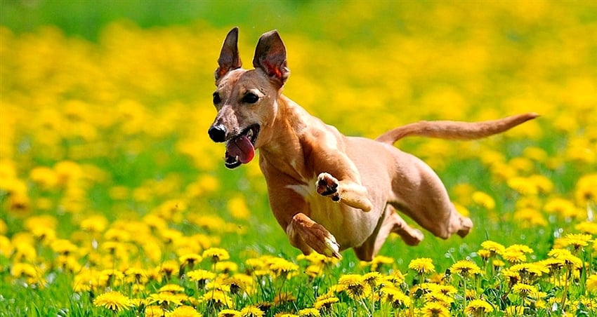 Dog running through a field of flowers.