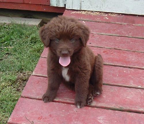 Brown fluffy puppy