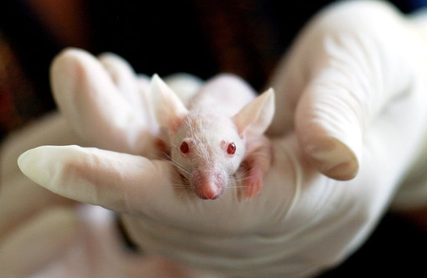 gloved hand holding a mouse