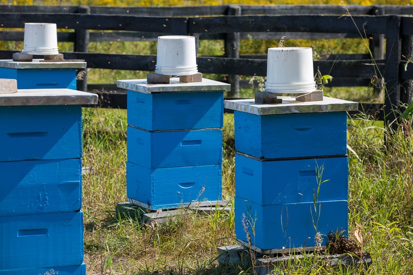 Ontario tech beehives