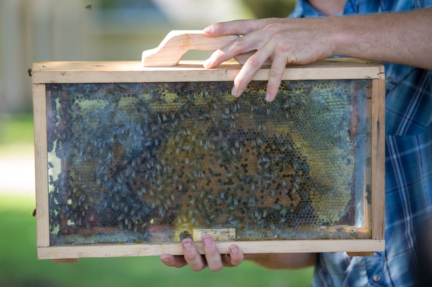 Person holding bees nest in a frame