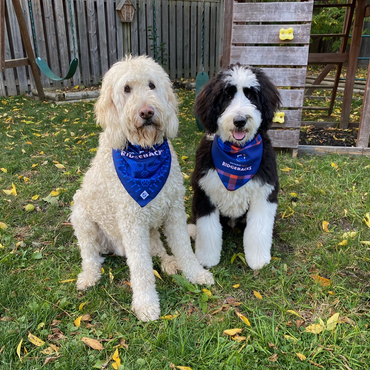 dogs wearing Ridgeback bandanas