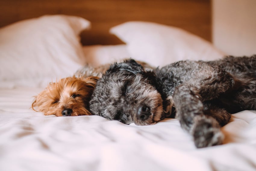 sleeping dogs on a bed