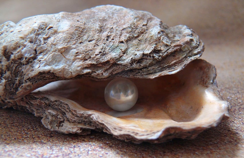 pearl inside of an oyster