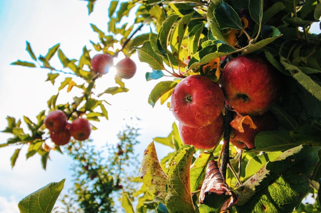 Fresh apples hanging from a tree