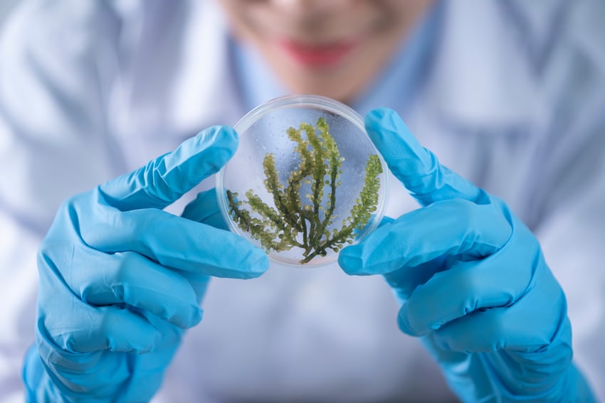 Biology student looking at a sample