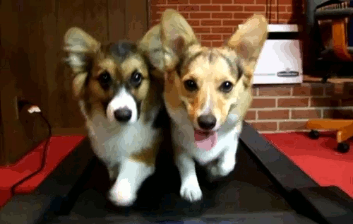 Two dogs on a treadmill