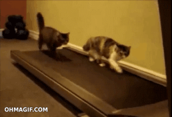 Two cats on a treadmill
