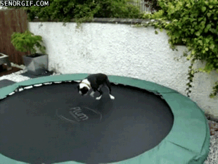 dog jumping on a trampoline