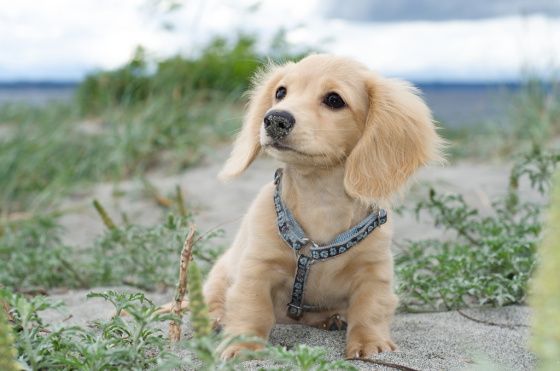 mini dachshund puppy