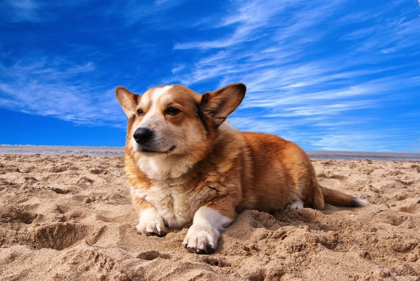 corgi on beach