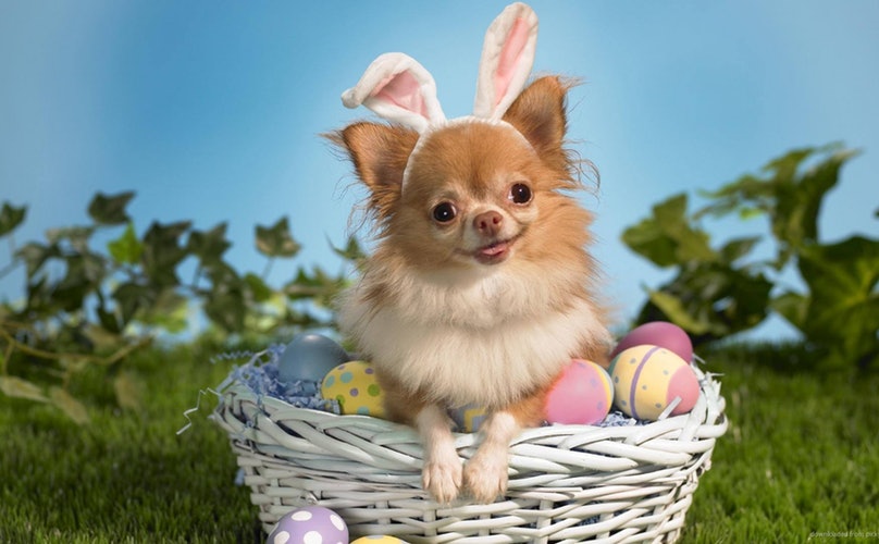 chihuahua dressed as easter bunny