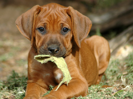 ridgeback puppy