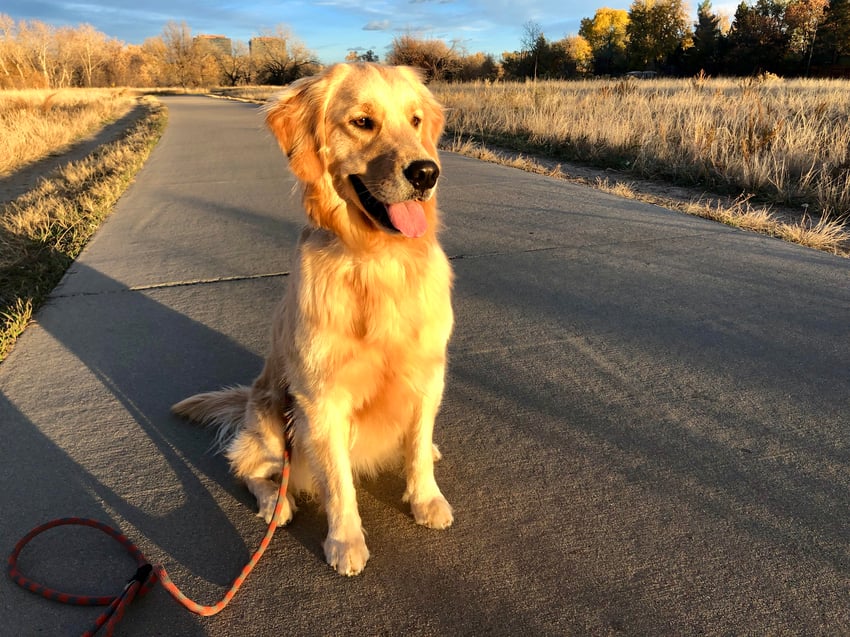 Gold retriever sitting on a path